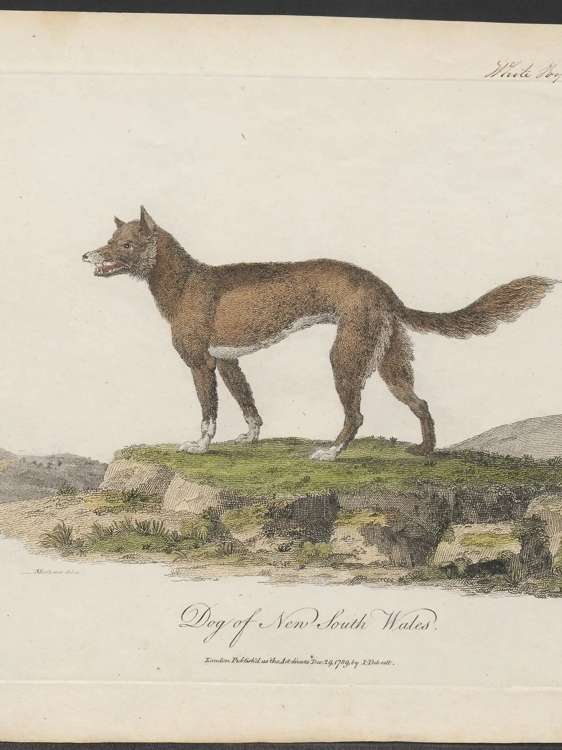 A hand-coloured plate of a dingo standing in profile on a grassy bank, sandy-brown with a bushy tail and pricked ears.