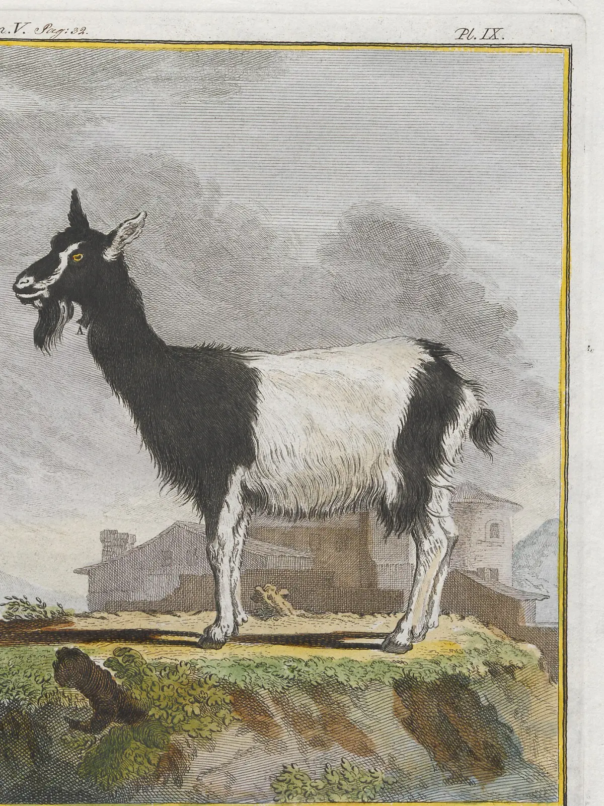 A hand-coloured plate of a black-and-white goat standing on a rock, with a long beard, backswept horns and a shaggy coat, farm buildings behind.