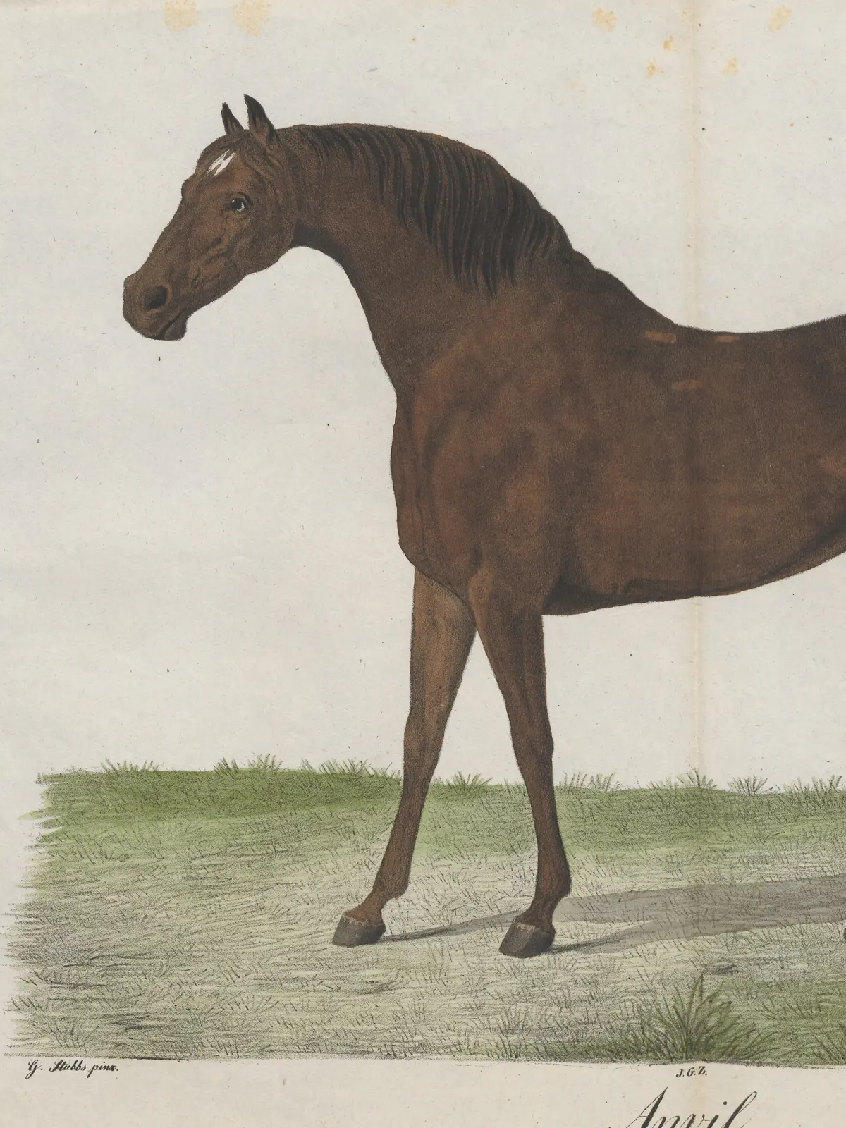 A hand-coloured plate of a bay racehorse standing in profile on grass, dark brown with a black mane, its head turned to the left.