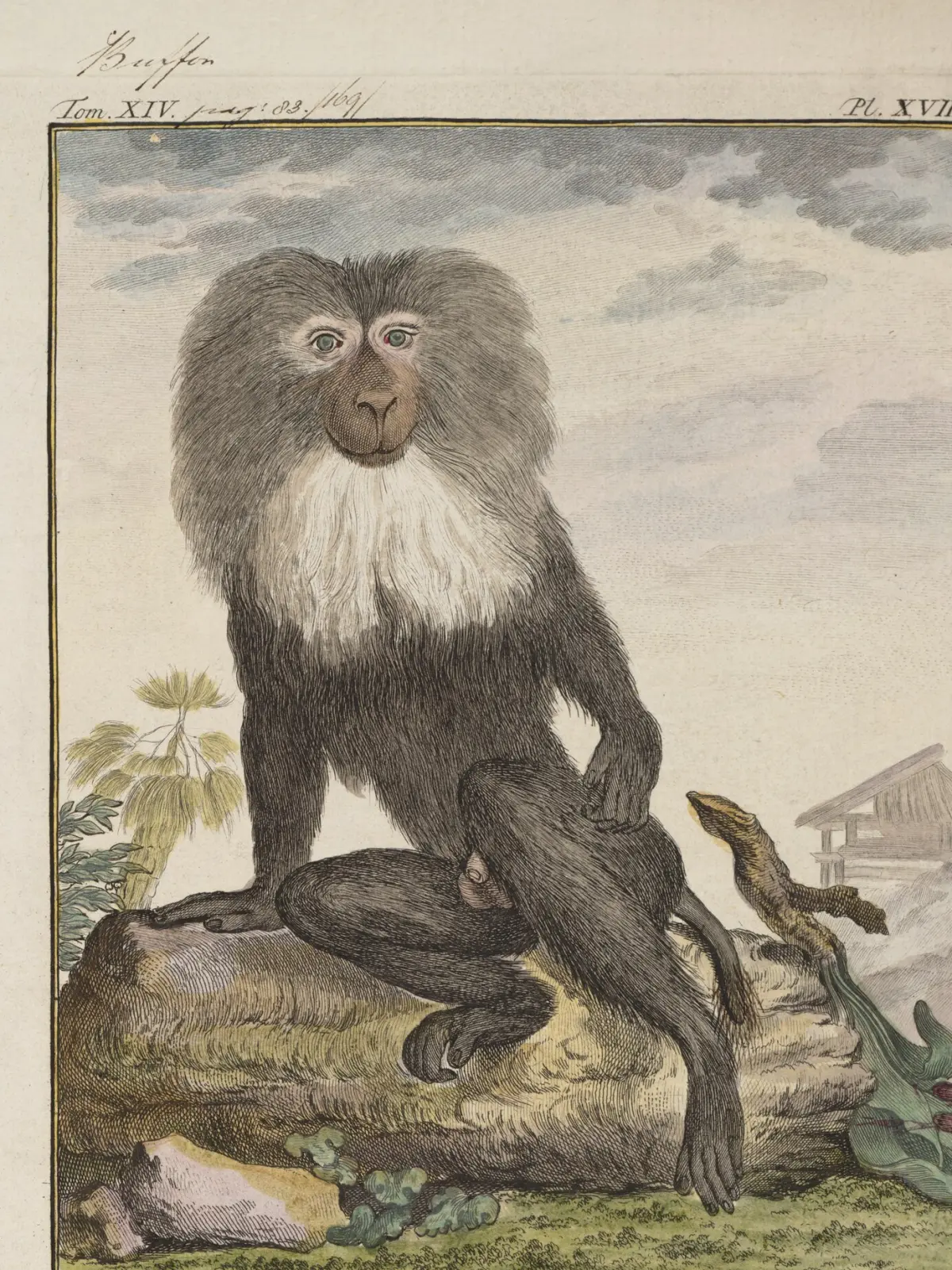 A hand-coloured plate of a lion-tailed macaque sitting upright on a fallen log, its dark body framed by a wide silver-grey mane around the face.