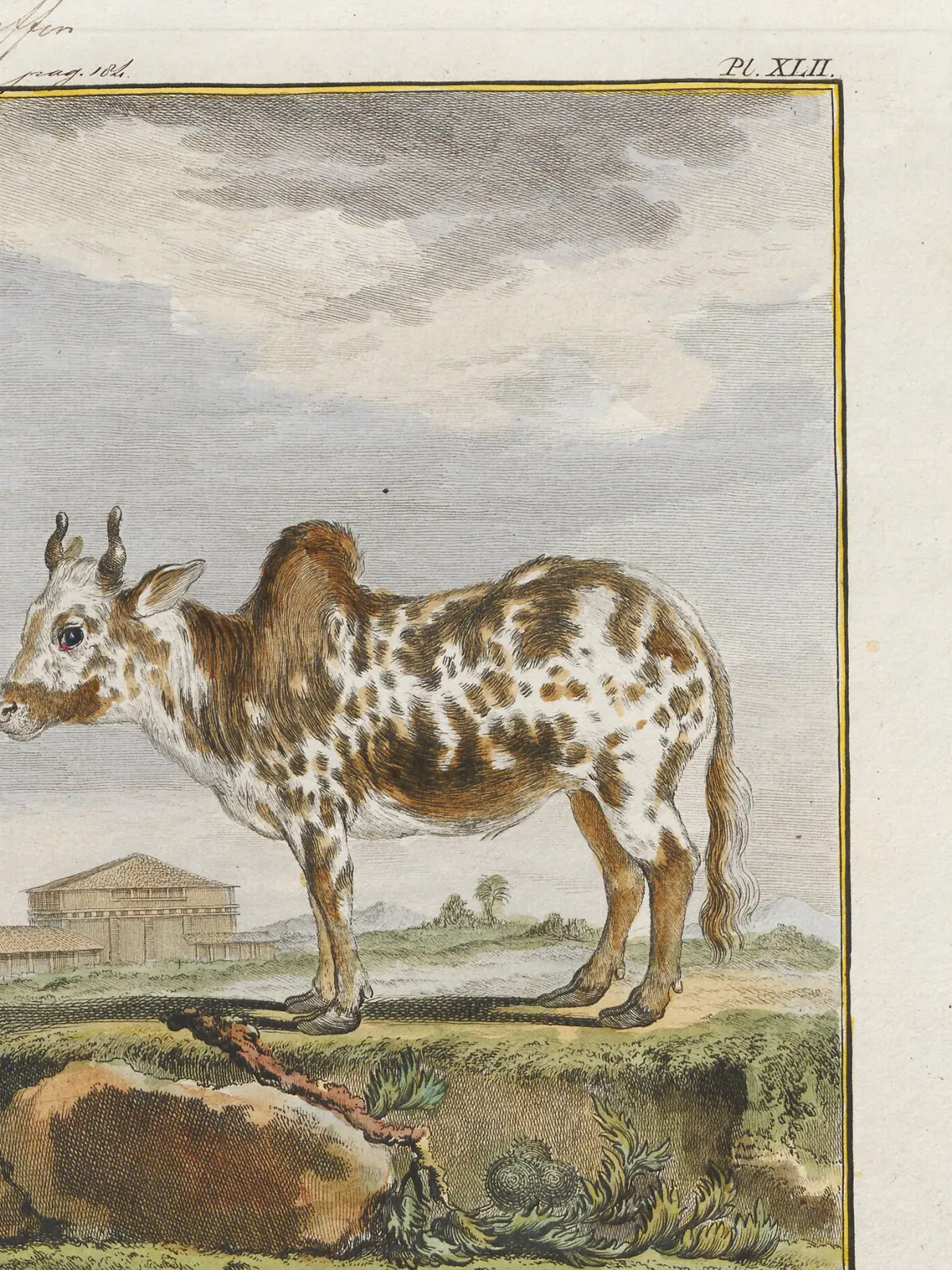 A hand-coloured plate of a zebu: a humped ox with short upcurved horns and a brown-and-white dappled coat, standing on grass before a low building.