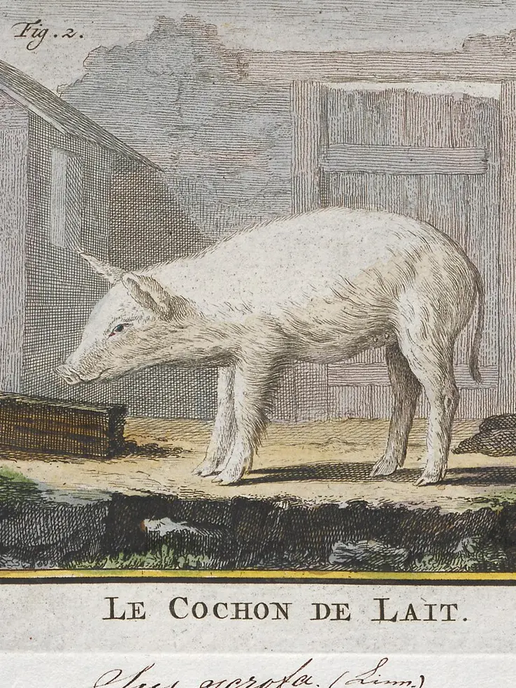 A hand-coloured plate of a young white domestic pig standing in a sty beside a wooden trough, its head lowered.