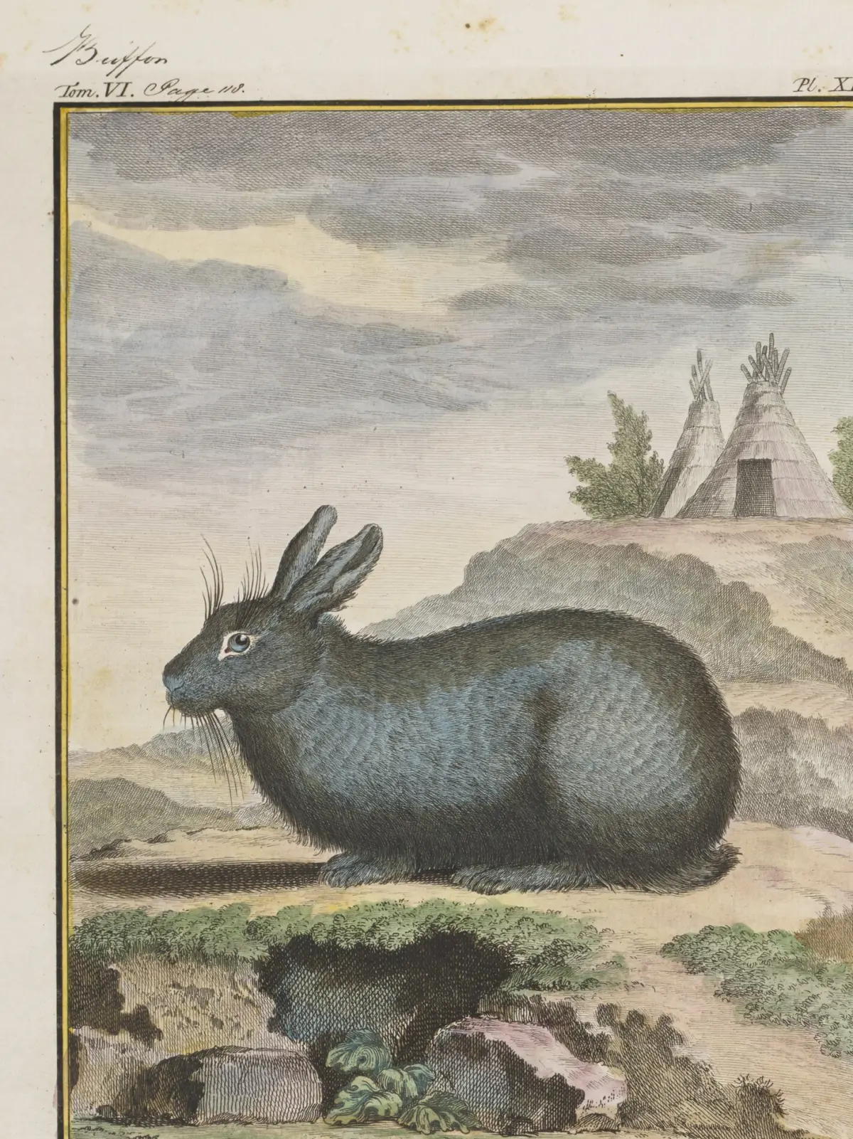 A hand-coloured plate of a silver-grey rabbit crouched on a bank with its ears raised, a warren entrance in the rocks below and a thatched hut behind.