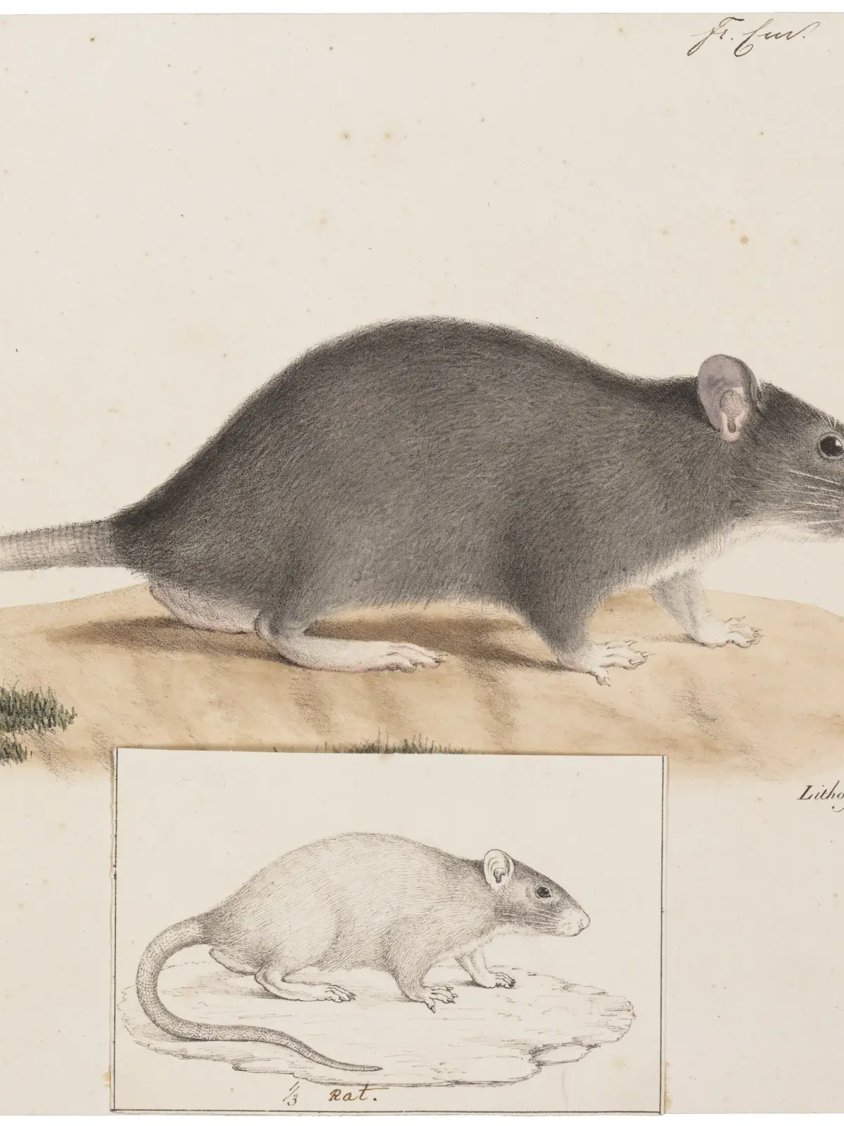 A hand-coloured plate of a black rat standing in profile on a sandy bank, grey-brown above and pale beneath, with a long scaly tail, and a smaller uncoloured rat drawn below it.