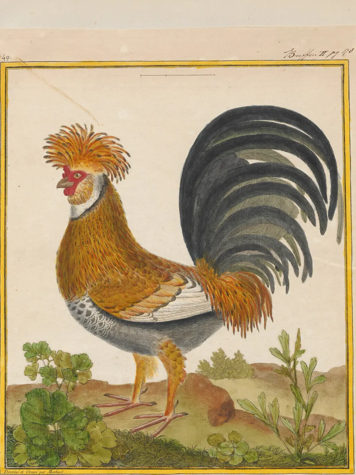 A hand-coloured plate of a crested cockerel standing on grass, its head and hackles orange, its tail a sweep of dark green sickle feathers.