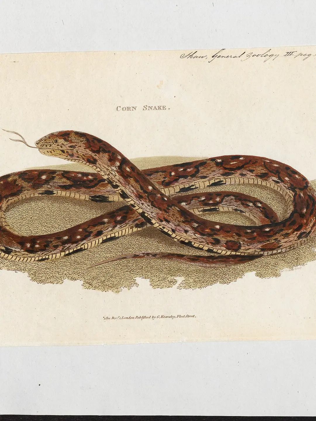 A hand-coloured plate of a corn snake coiled in a loose figure of eight on a sandy ground, its back marked with red-brown blotches and its belly chequered.