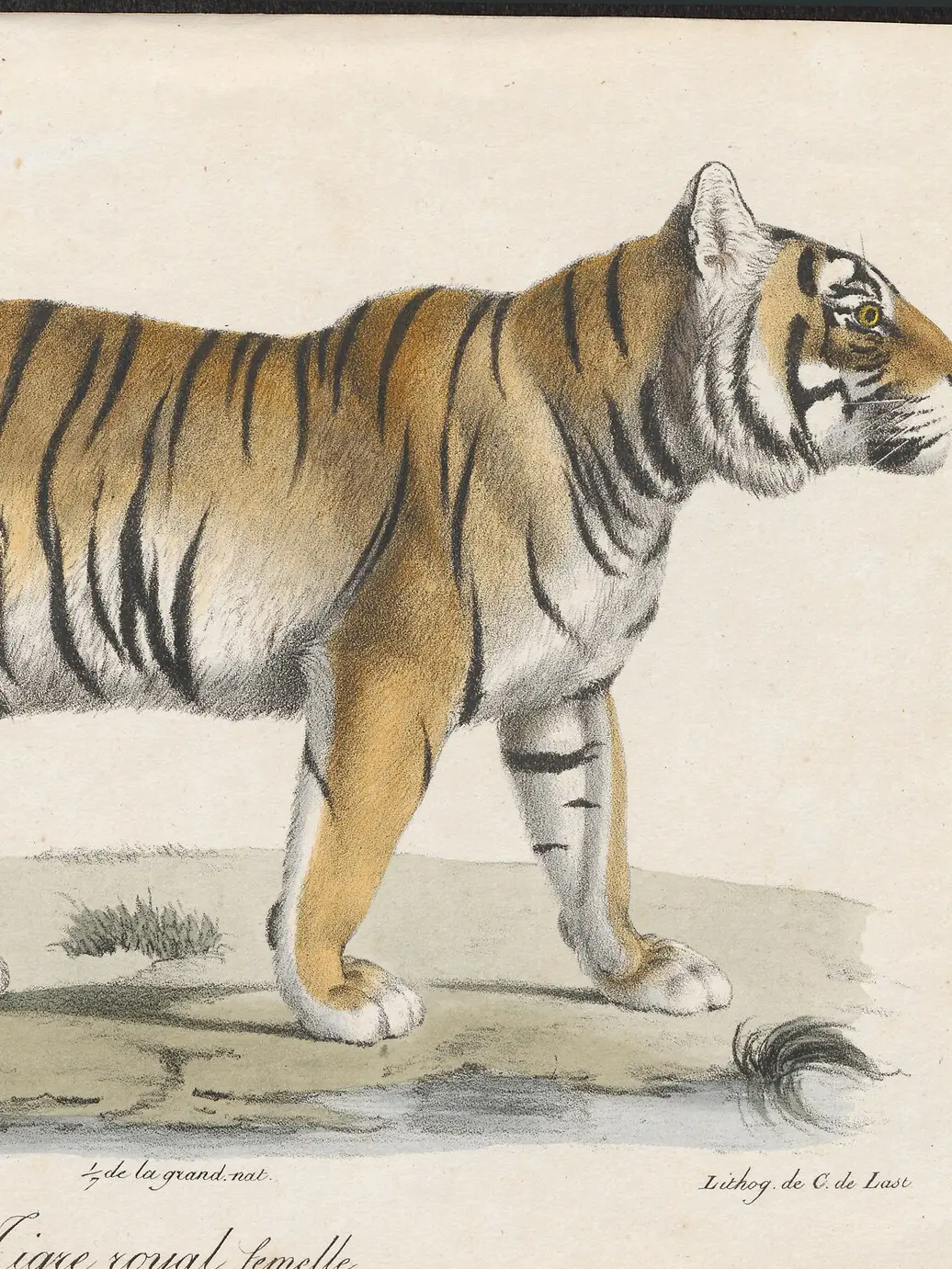 A hand-coloured lithograph of a tigress walking in profile on a pale ground, orange with black stripes, white belly and cheeks, her head turned towards the viewer.