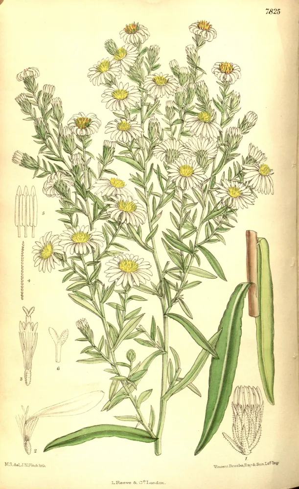 A botanical plate of a bushy aster, showing a many-branched stem crowded with small white daisy-like flowerheads with yellow centres, narrow lance-shaped leaves, and numbered dissections of the florets, seed and leaf below.