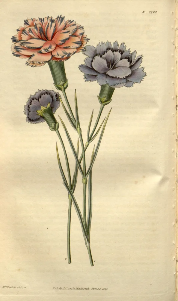 A hand-coloured botanical plate of three double garden carnations on grass-like stems, one peach-and-crimson bloom and two frilled mauve blooms with darker feathered markings, shown with narrow blue-green leaves and swollen leaf-joints.