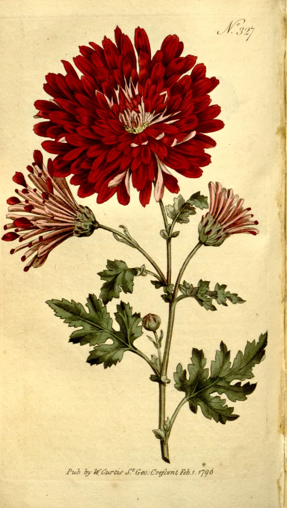 A botanical plate of a double-flowered chrysanthemum, showing one large, fully open deep red bloom with layered narrow petals and a smaller side flowerhead viewed from below, on a leafy stem with deeply lobed, toothed leaves.