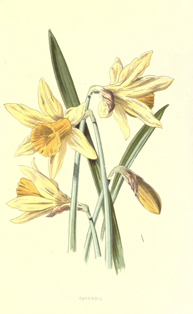 A botanical plate labelled Daffodil, showing three wild daffodil flowers with a long trumpet-shaped orange corona surrounded by pale yellow petals, on upright stems with narrow strap-shaped grey-green leaves, plus one unopened papery bud.