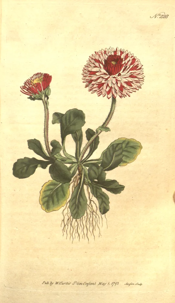 A botanical plate of a double-flowered garden daisy cultivar, showing two red-and-white pompom flowerheads on hairy leafless stalks rising from a low rosette of spoon-shaped, slightly toothed leaves with visible root fibres.