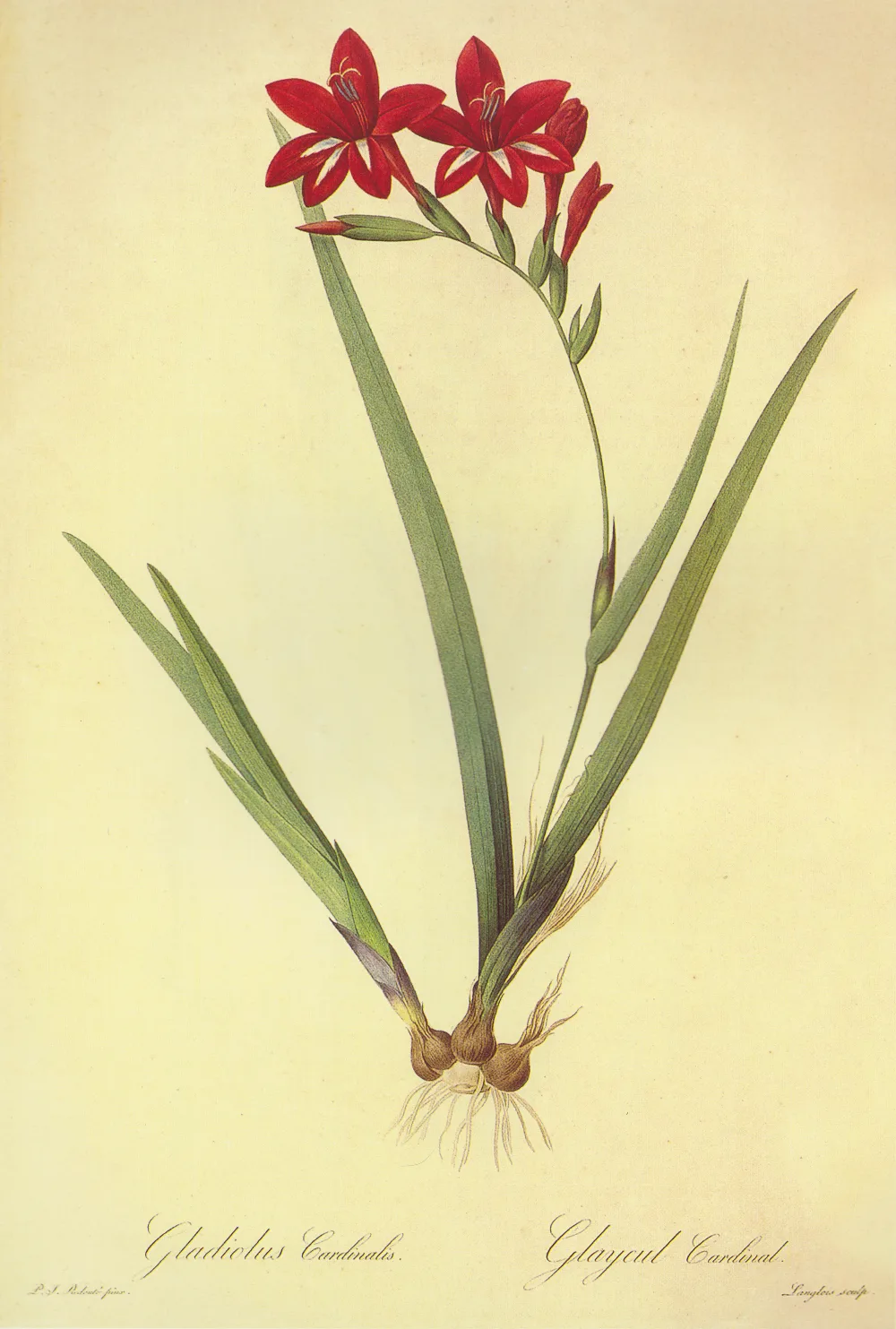 A botanical plate of a scarlet gladiolus: an arched spike of five red flowers above long sword-shaped leaves, with the corm drawn at the base.