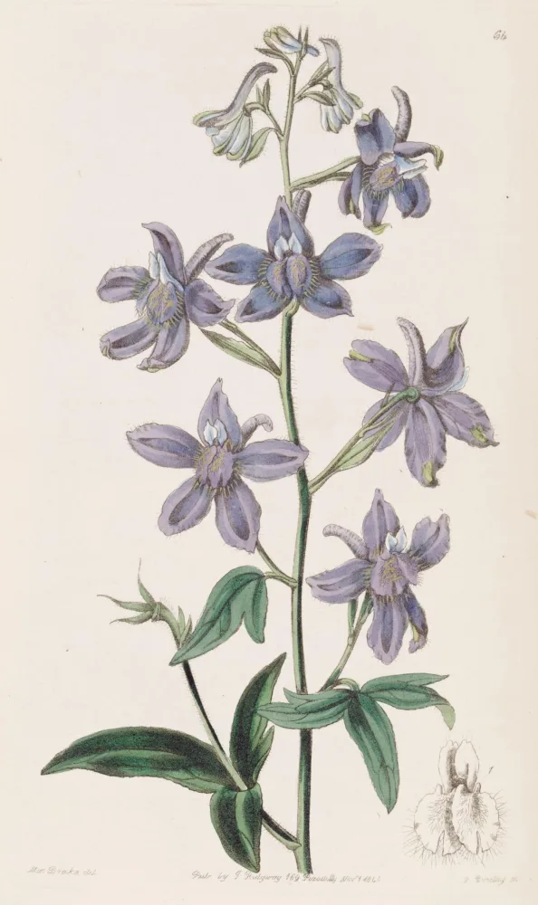 A botanical plate of a larkspur, showing a spike of open five-petalled violet-blue flowers each with a backward-pointing spur and a paler, bearded centre, arranged up a slender hairy stem with a few deeply lobed leaves near its base.