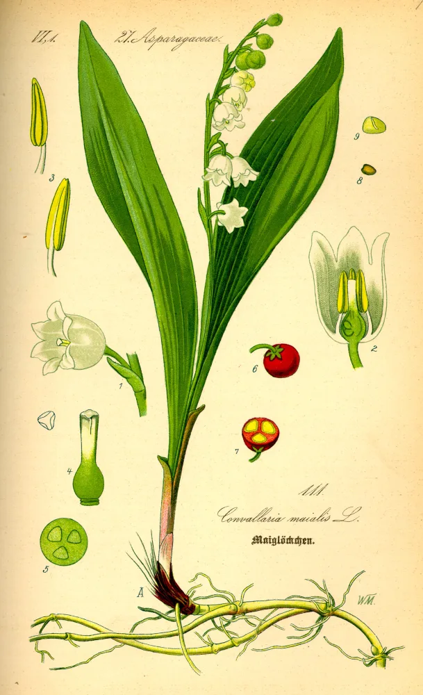 A botanical plate labelled Convallaria majalis (Maiglöckchen), showing a lily of the valley plant with two broad lance-shaped leaves sheathing a single arching stem hung with small bell-shaped white flowers, a spray of red berries, a creeping underground rhizome, and numbered dissections of the flower, fruit and seed.