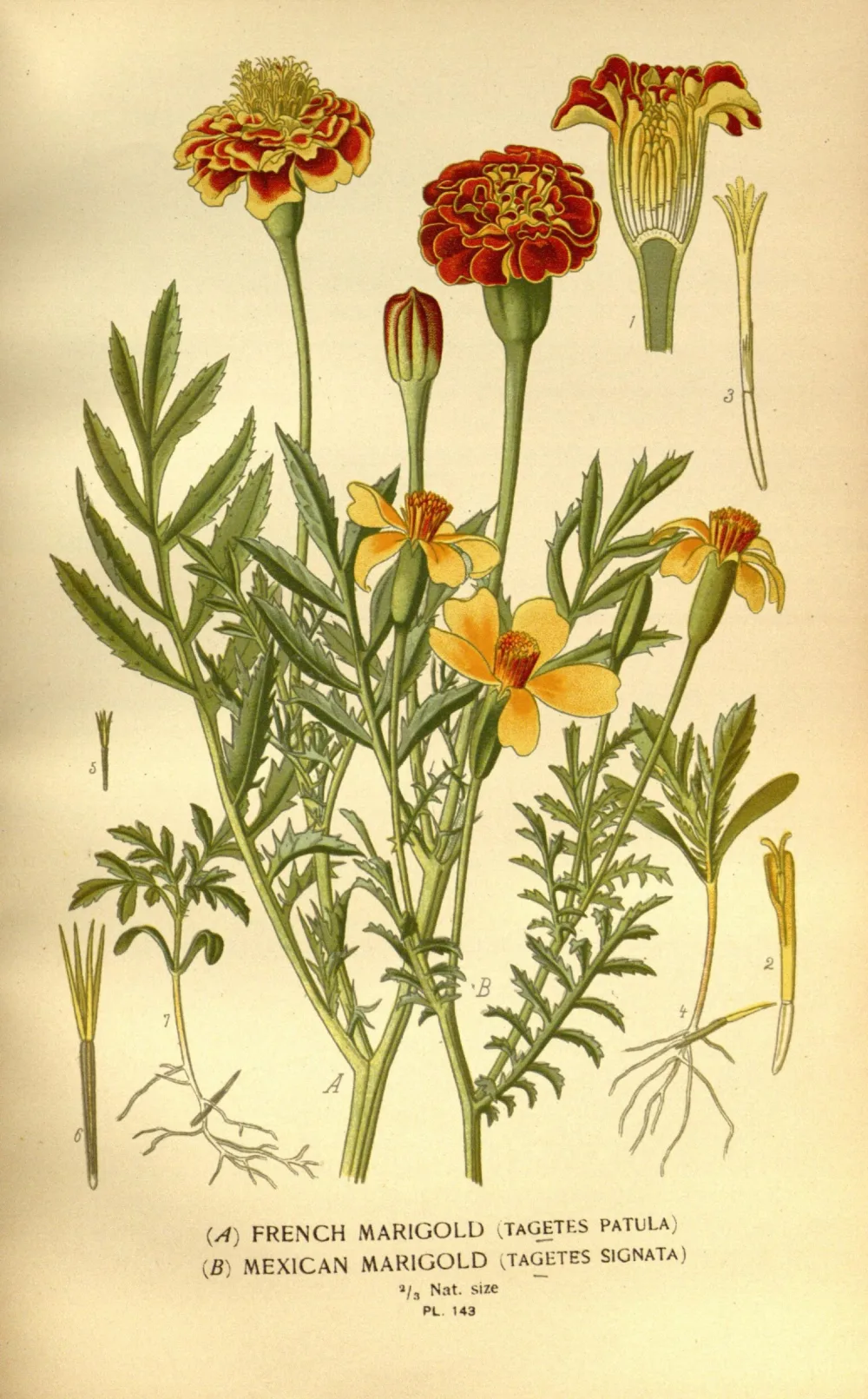 A botanical plate of marigolds: deep orange and yellow pompom flowerheads above finely divided dark green leaves, with a single floret drawn separately.