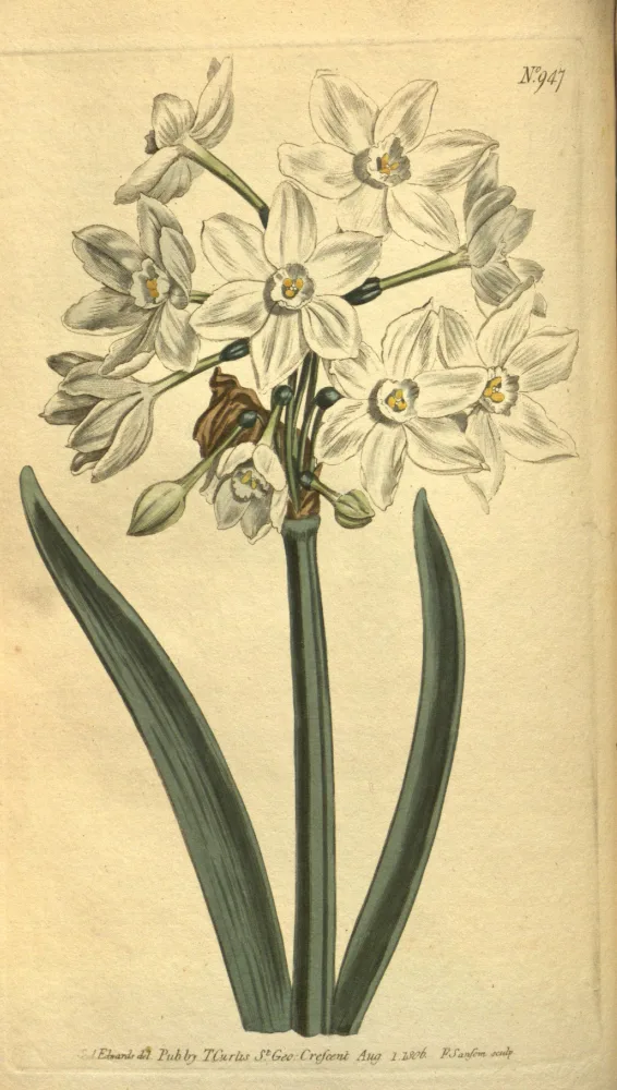 A botanical plate of the paperwhite narcissus, showing a cluster of many small white star-shaped flowers with shallow pale cups, carried in an umbel atop a tall stem with a papery bract, above two long, narrow, curving strap-shaped leaves.