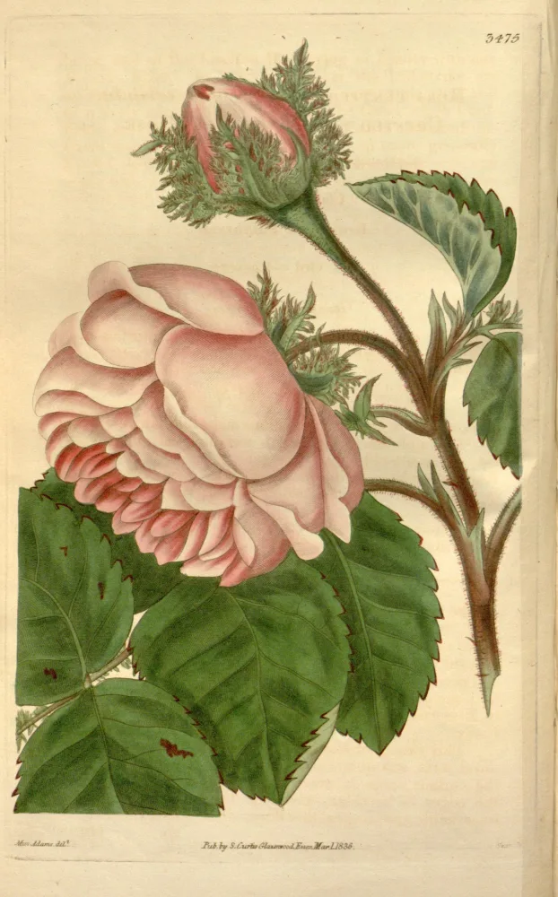 A botanical plate of a cabbage rose, showing one fully open, densely double pale pink bloom and one furled pink bud with mossy sepals, on a thorny, bristled stem with toothed, dark green pinnate leaves.