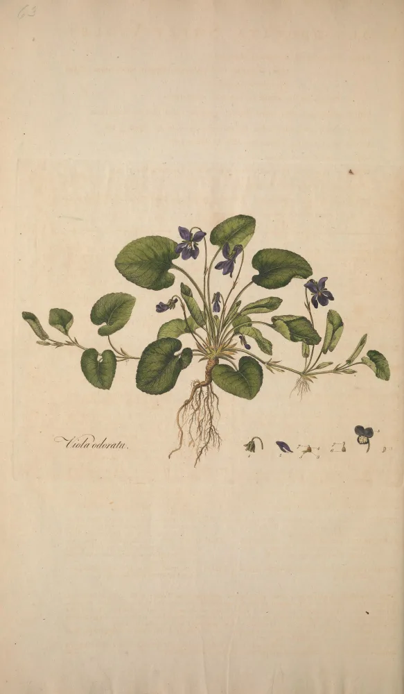A botanical plate of the sweet violet, labelled Viola odorata, showing heart-shaped leaves and creeping runners spreading from a central rootstock, with a few small purple five-petalled flowers on slender nodding stalks and a spray of fine root hairs below.