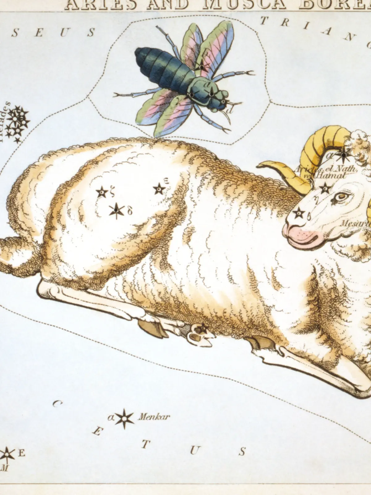 A hand-coloured star card of Aries: a woolly ram with curled golden horns lying with its legs folded, the stars of the constellation pricked through its body, and a blue-green blowfly (Musca Borealis) above it.