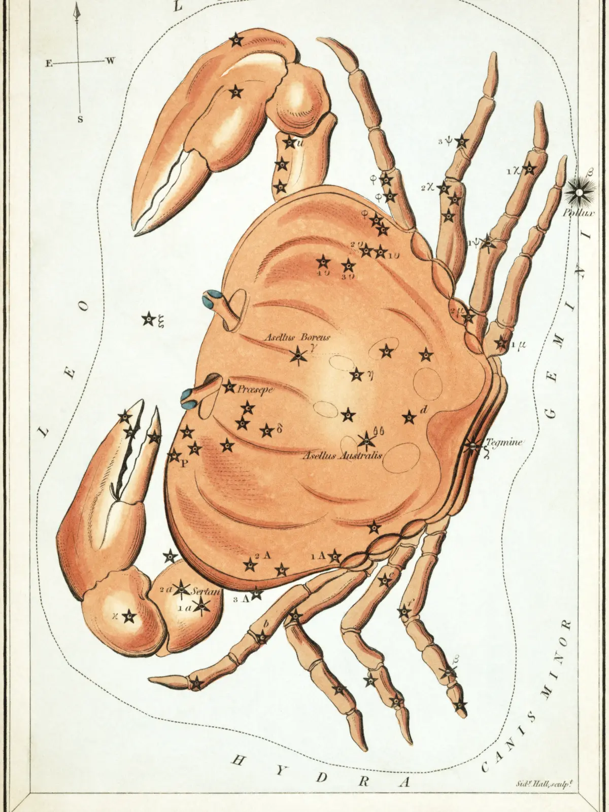 A hand-coloured star card of Cancer: a pale orange crab seen from above with both claws raised and eight legs spread, the star cluster Praesepe marked at the centre of its shell.