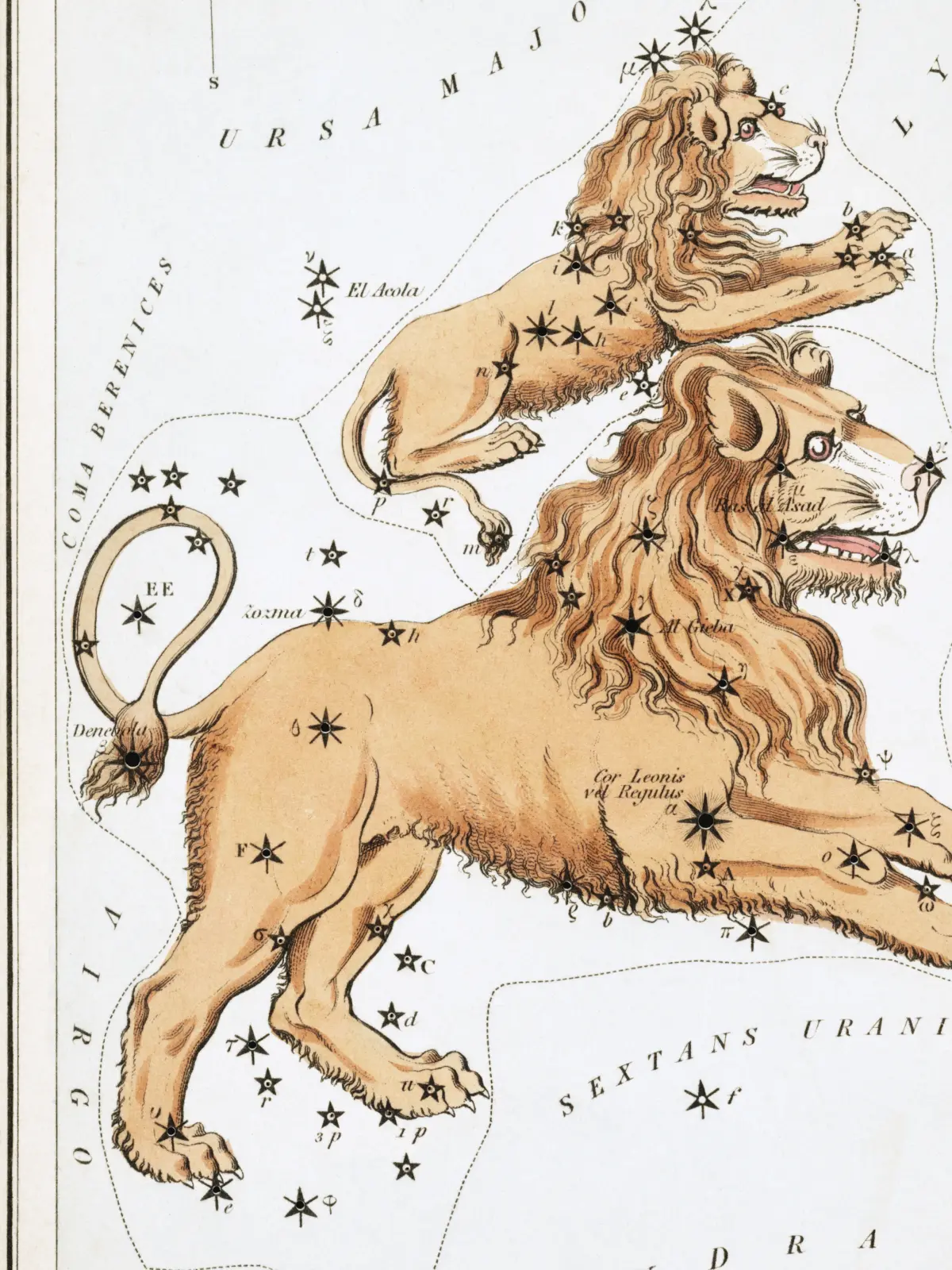 A hand-coloured star card of Leo: a tawny lion standing in profile with a full mane, Regulus marked at its heart and Denebola at the tuft of its tail, with the smaller Leo Minor above.