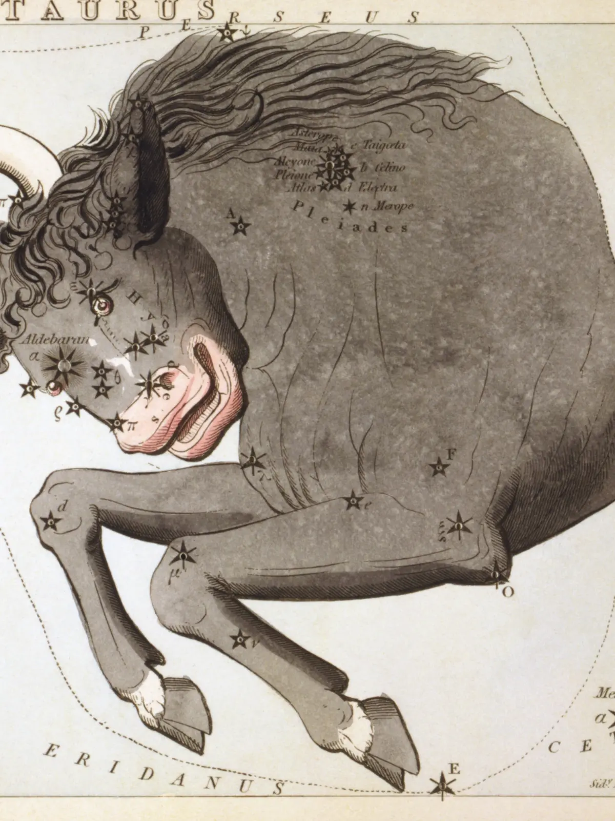 A hand-coloured star card of Taurus: a dark grey bull charging from the right with long pale horns and a shaggy brow, the Pleiades marked as a cluster on its shoulder and Aldebaran on its cheek.