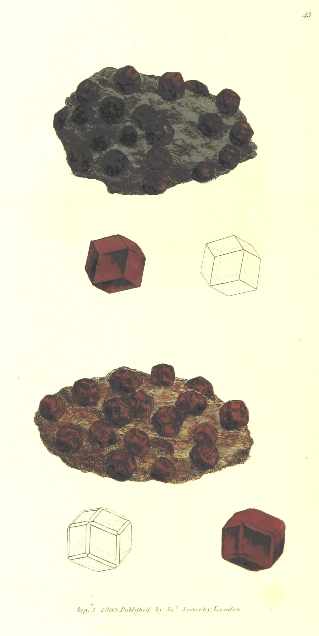 A hand-coloured plate of two rock fragments studded with dark blood-red dodecahedral garnet crystals, one bedded in grey-green schist and one in rusty brown matrix, with two loose crimson crystals and two outline diagrams of the twelve-sided form.