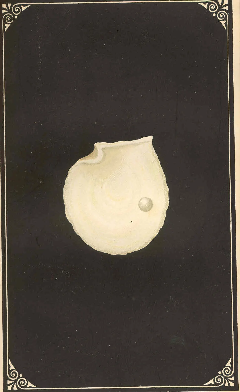 A single valve of the pearl oyster shown against a black ground inside an ornamental printed border: the shell is creamy white with concentric growth lines and a notched hinge, and one small round pearl sits attached to the nacre near its right edge.