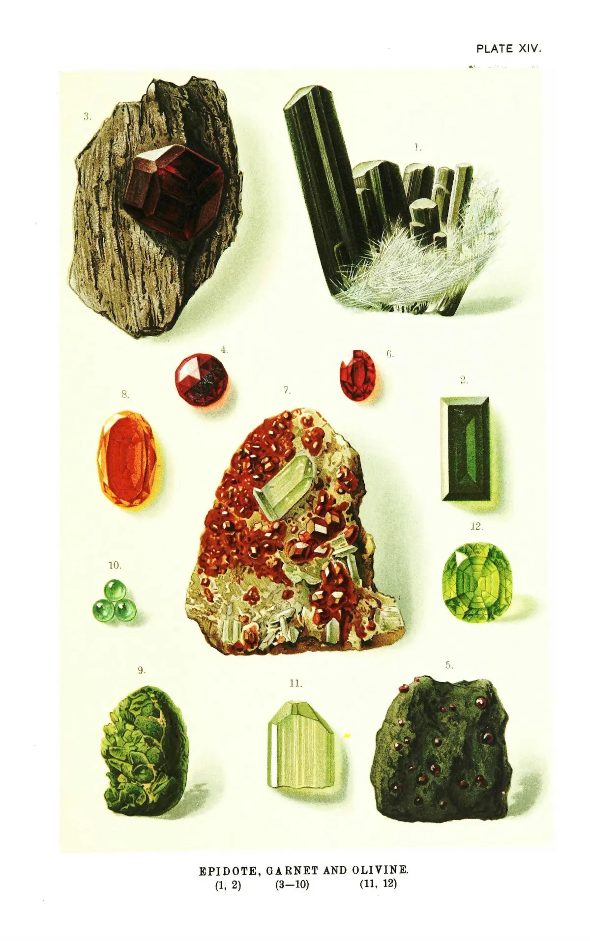 A chromolithograph headed Epidote, Garnet and Olivine. Low on the plate a pale yellow-green olivine crystal with a flat terminated top, and at the right the same stone cut as a vivid grass-green oval, among dark red garnets and green epidote.
